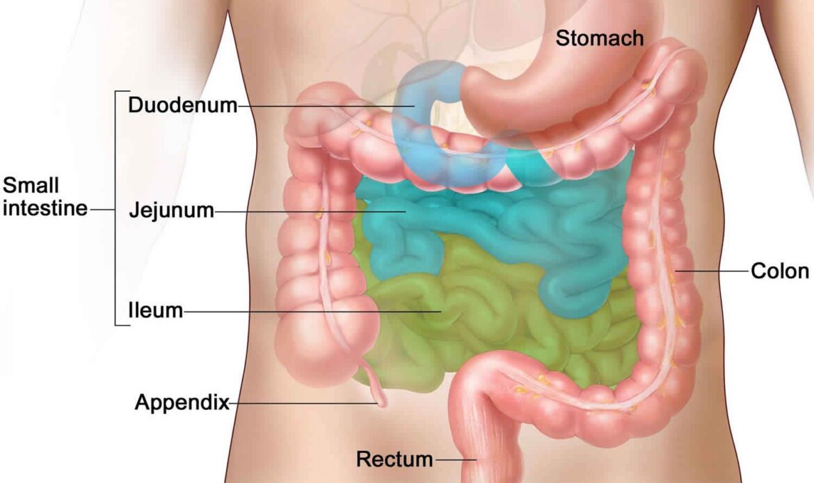 آناتومی اعضای داخل شکم