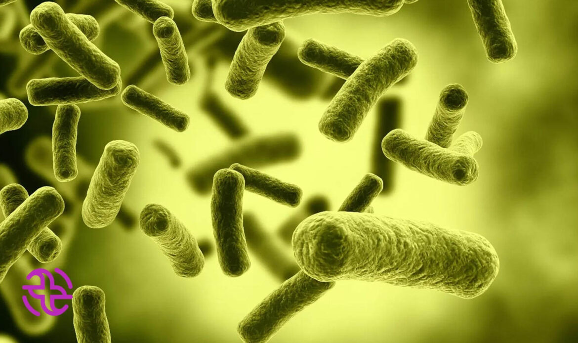 باکتری ای کولی چیست
